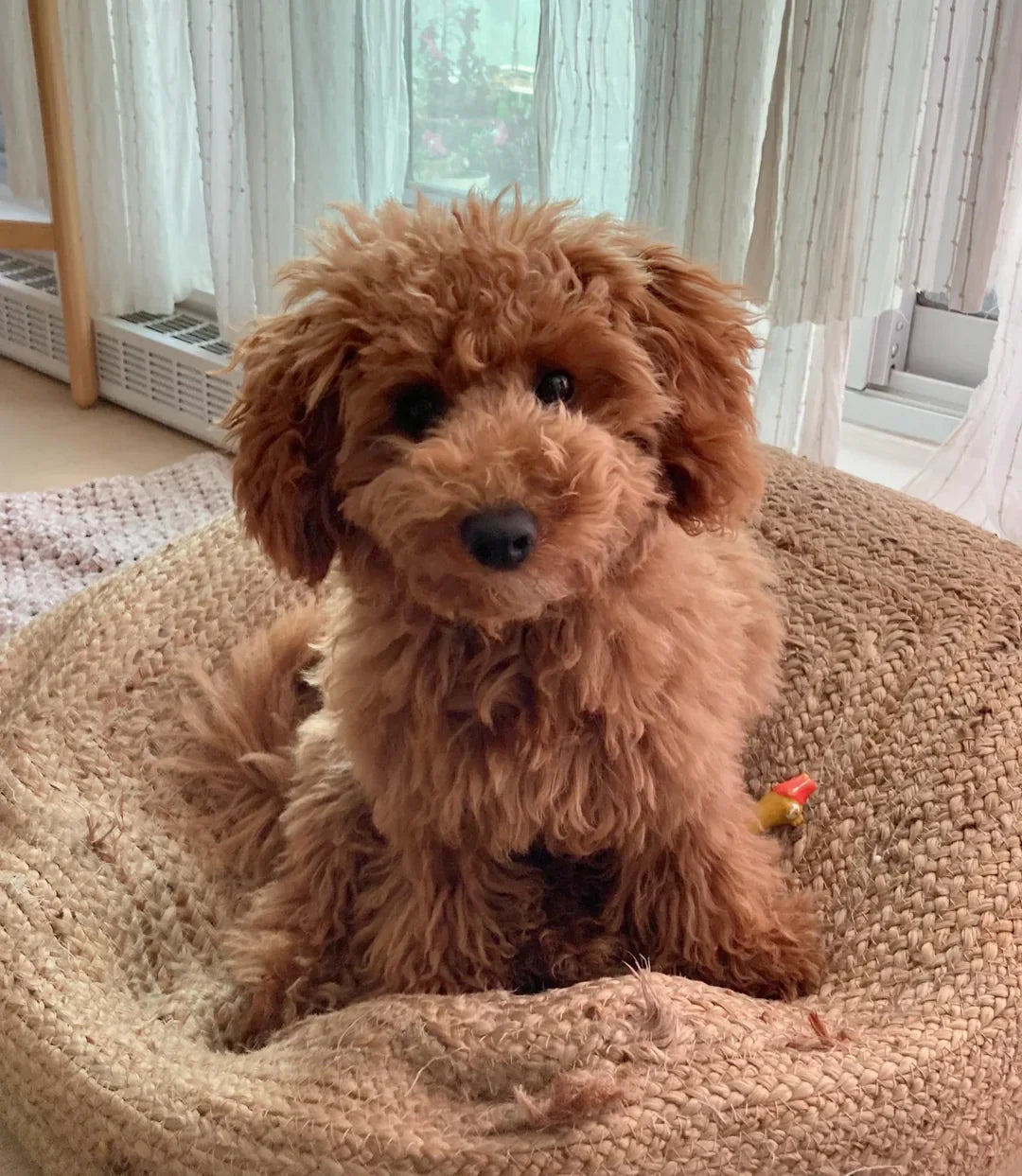 Blog Poodle