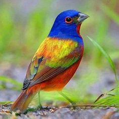 PAJAROS