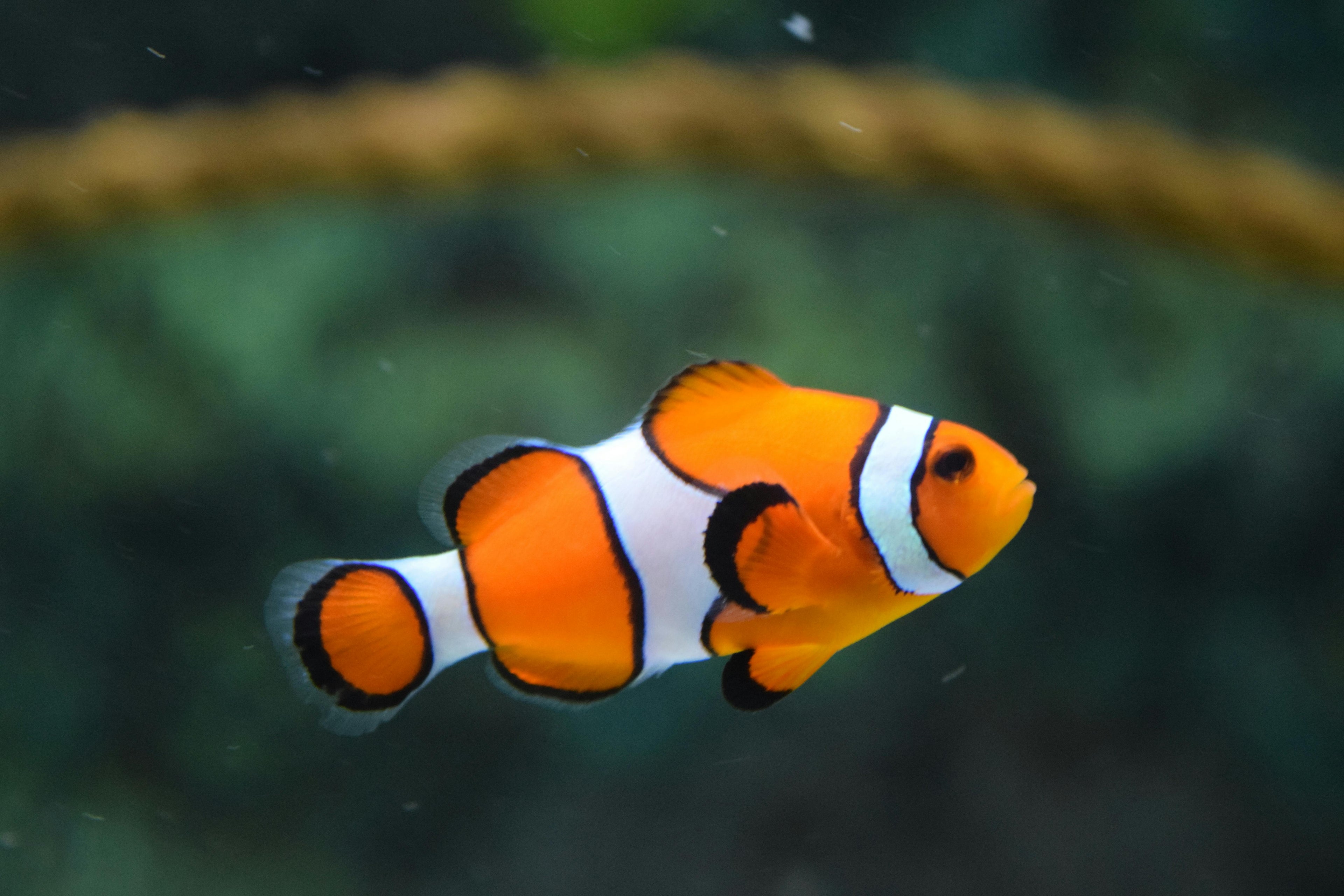 PECES