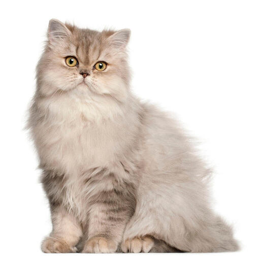 GATOS
